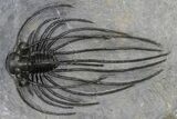 Rare, Spiny Heliopeltis Trilobite - Large Example #382822-1
